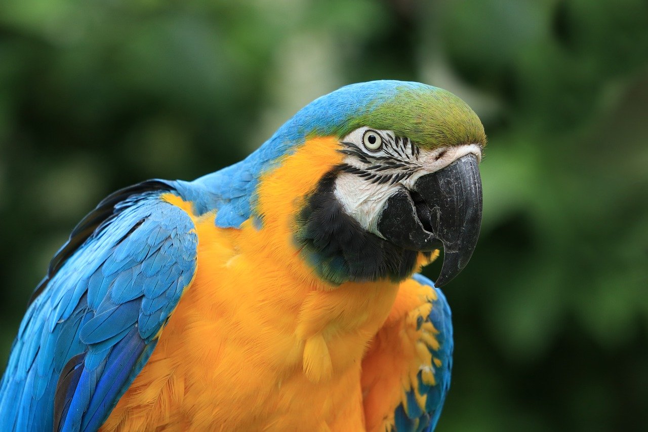 parrot, bird, tropical bird-8125330.jpg
