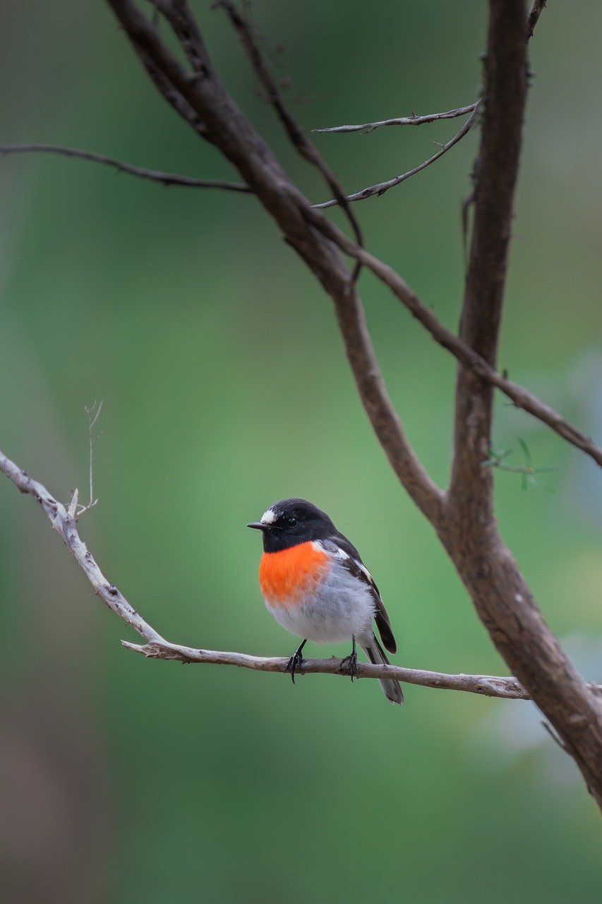 scarlet robin, robin, bird-8119783.jpg